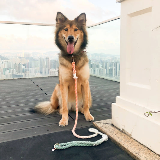 HANDS FREE DOG ROPE LEASH - BUBBLE SODA-1