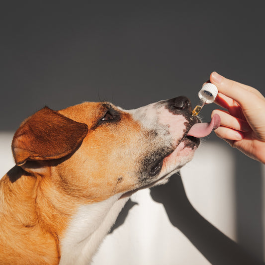 Additional product view: 4 x 100ml Raw Hemp Seed Oil + Turmeric Food Supplement for Dogs