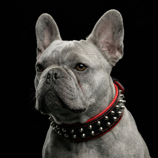 "Rocky" collar-1