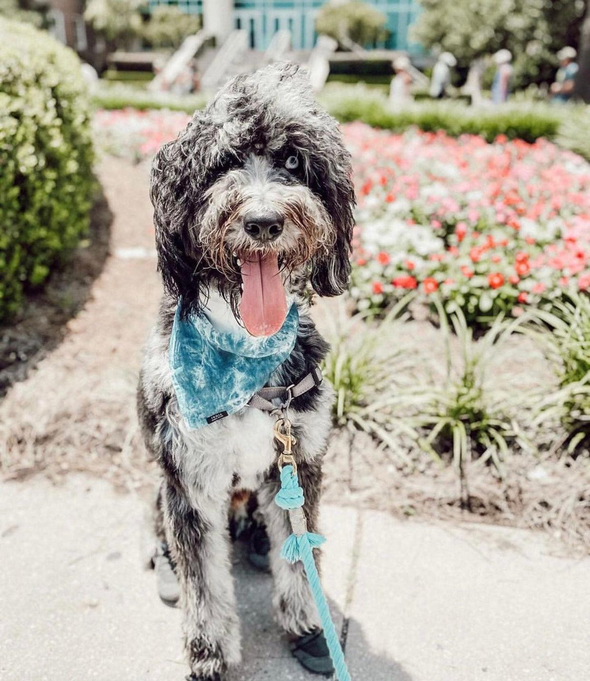 ROPE LEASH - OMBRE TEAL-3