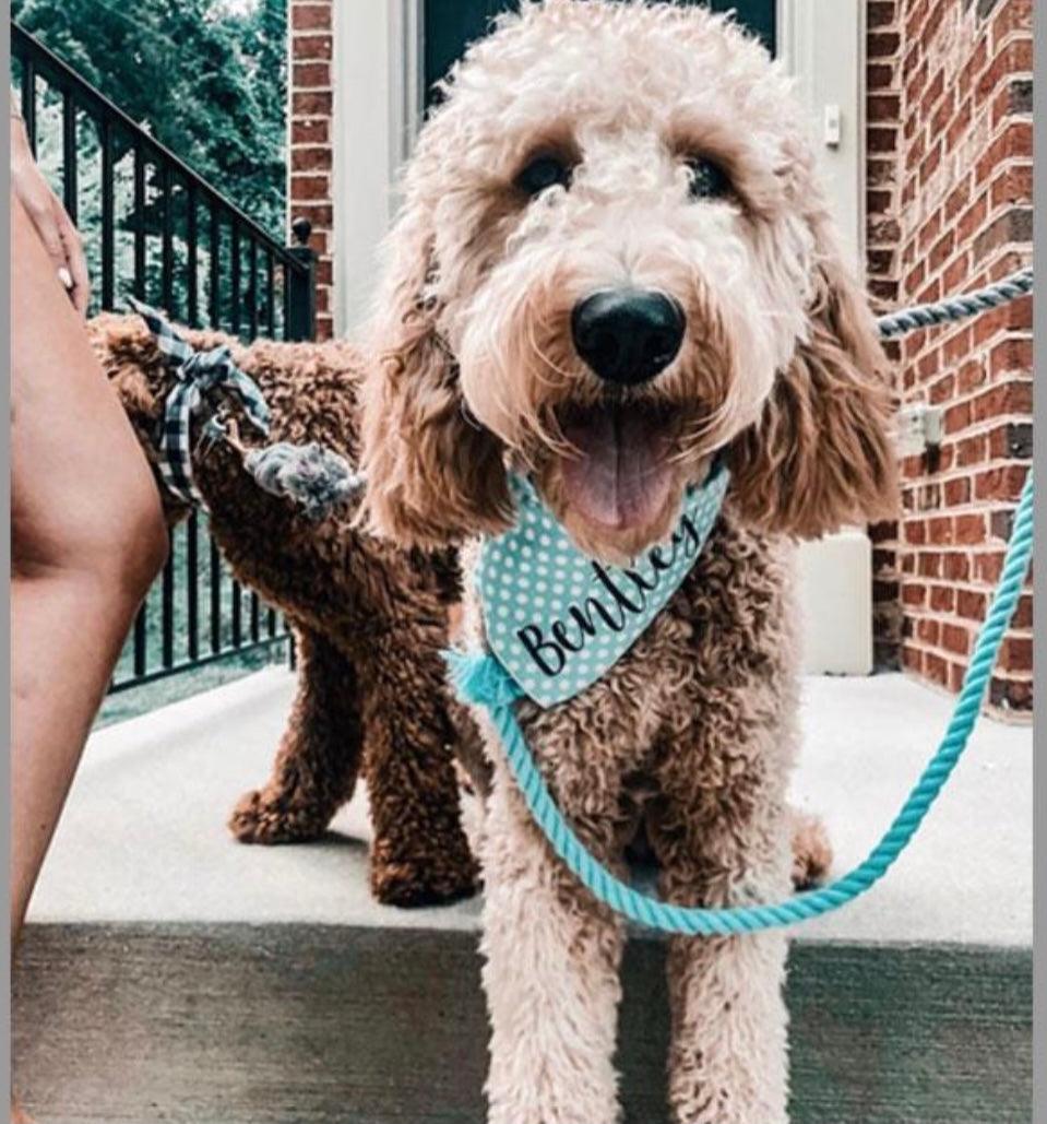 ROPE LEASH - OMBRE TEAL-1