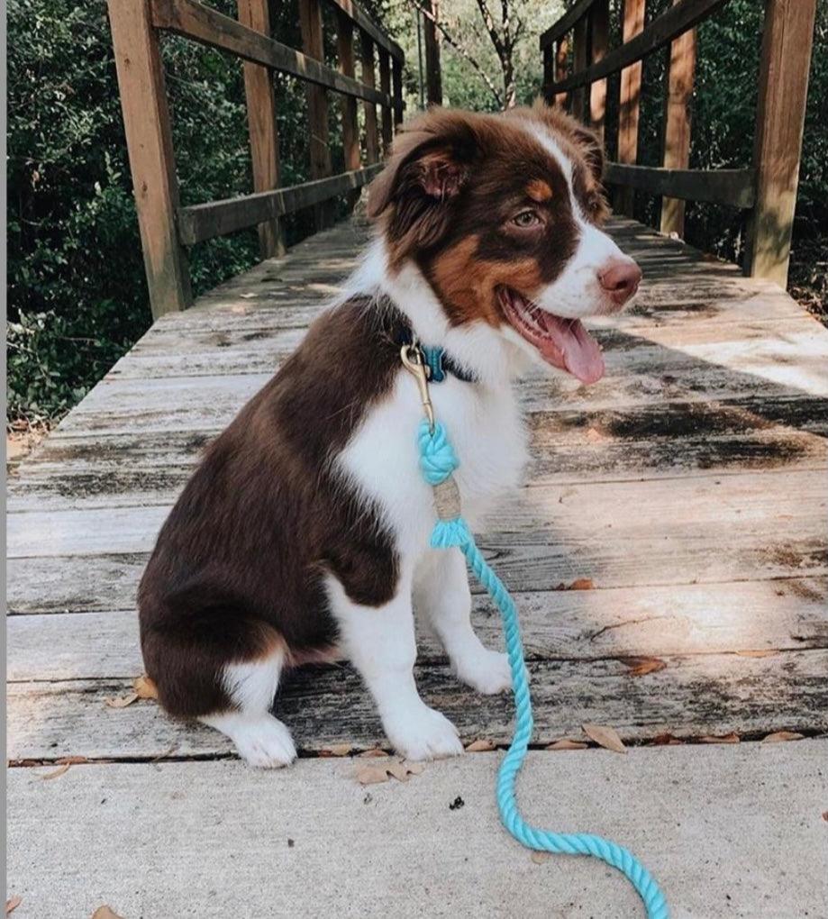 ROPE LEASH - OMBRE TEAL-4
