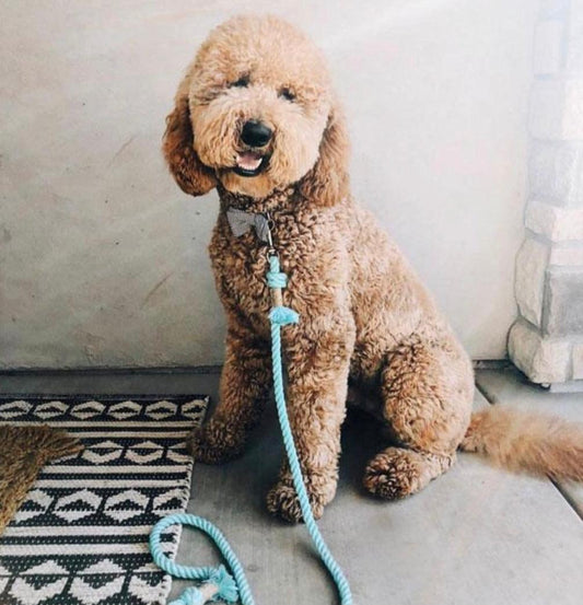 ROPE LEASH - UNICORN-1