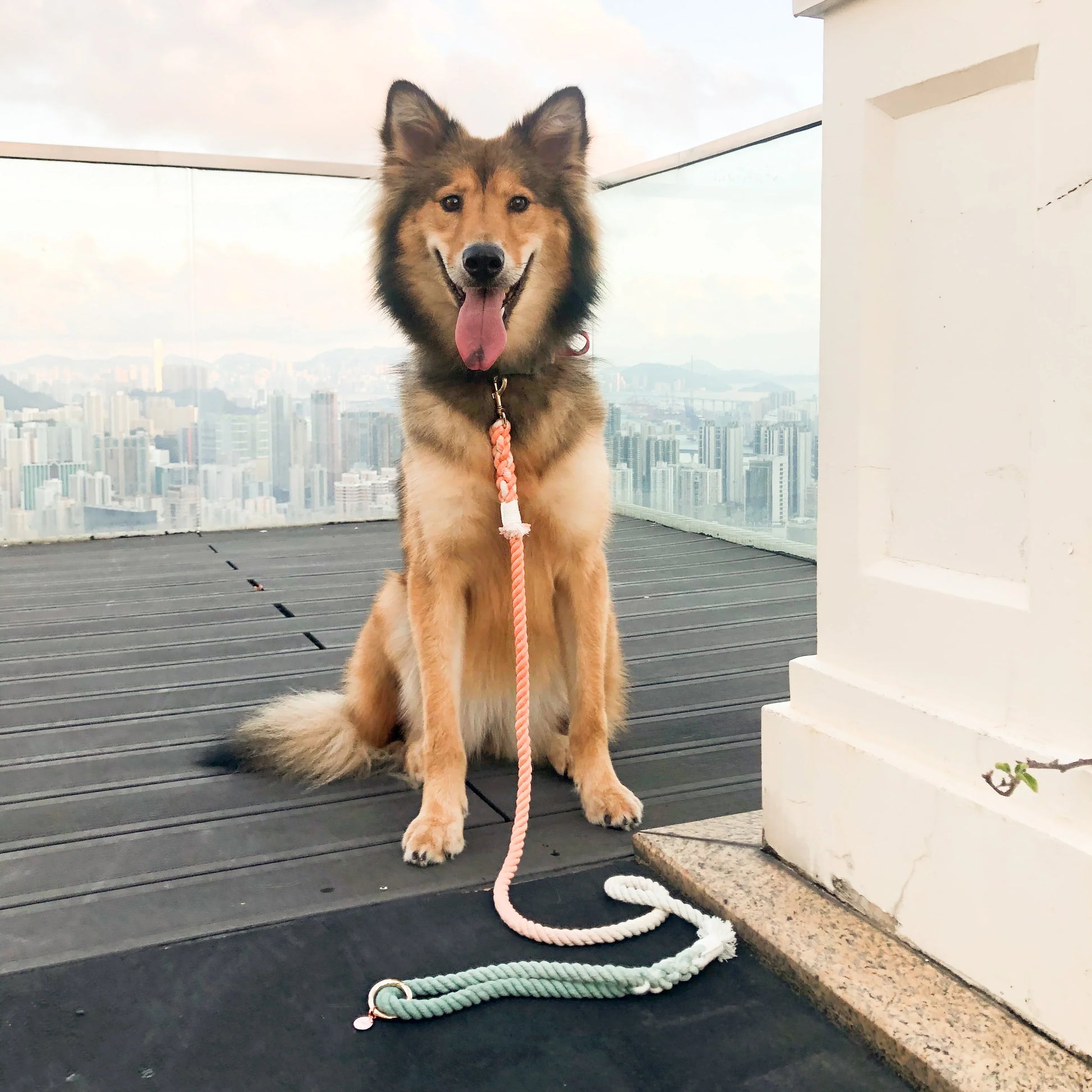 HANDS FREE DOG ROPE LEASH - BUBBLE SODA-1
