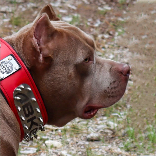 The ABKC Collar-1