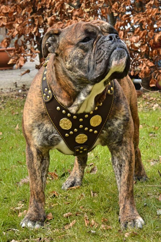 The "Maximus" brown harness-3