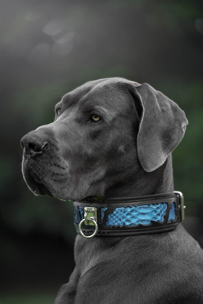 The ''Morelia Python'' collar-2