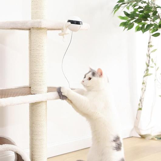 Original YOYO Teaser For Cats-0