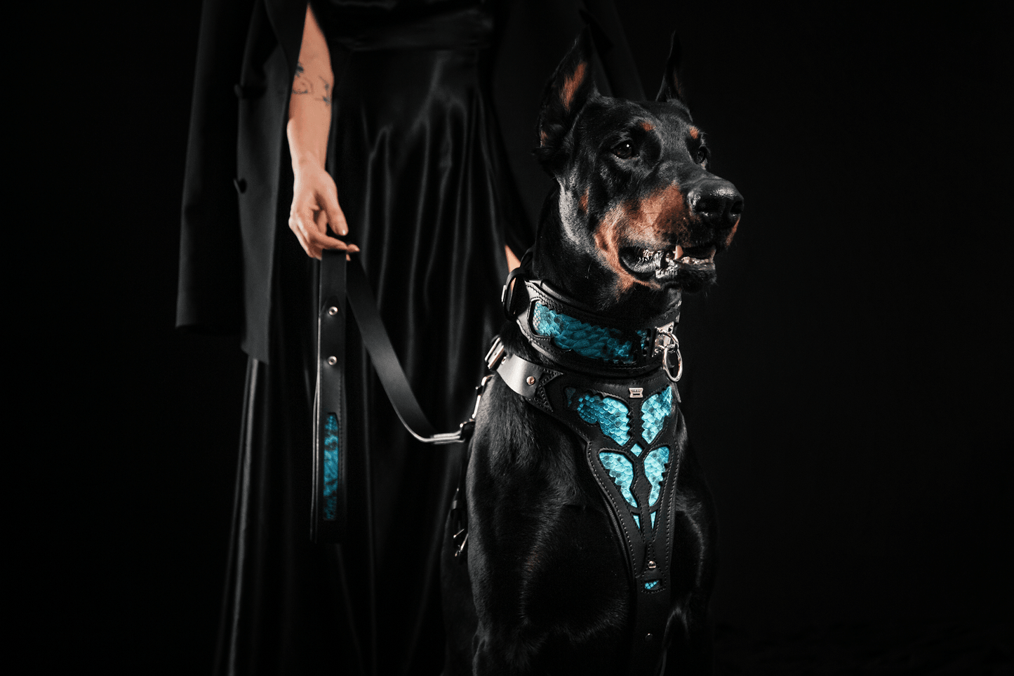 The ''Morelia Python'' collar-3