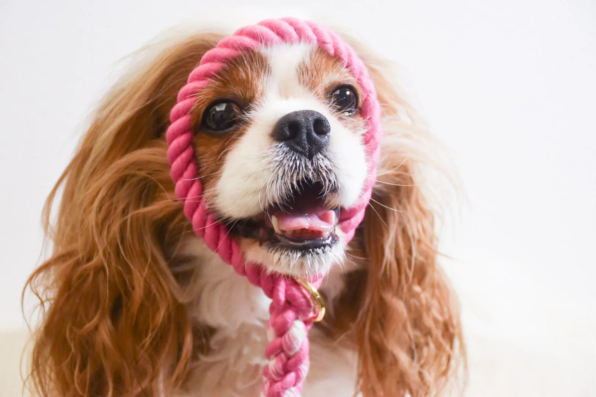 ROPE LEASH - HOT PINK-1