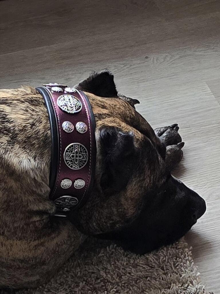 The "Hektor" Burgundy Collar LIMITED-4