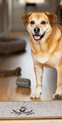 Dog standing on a wooden floor with a rug in the foreground