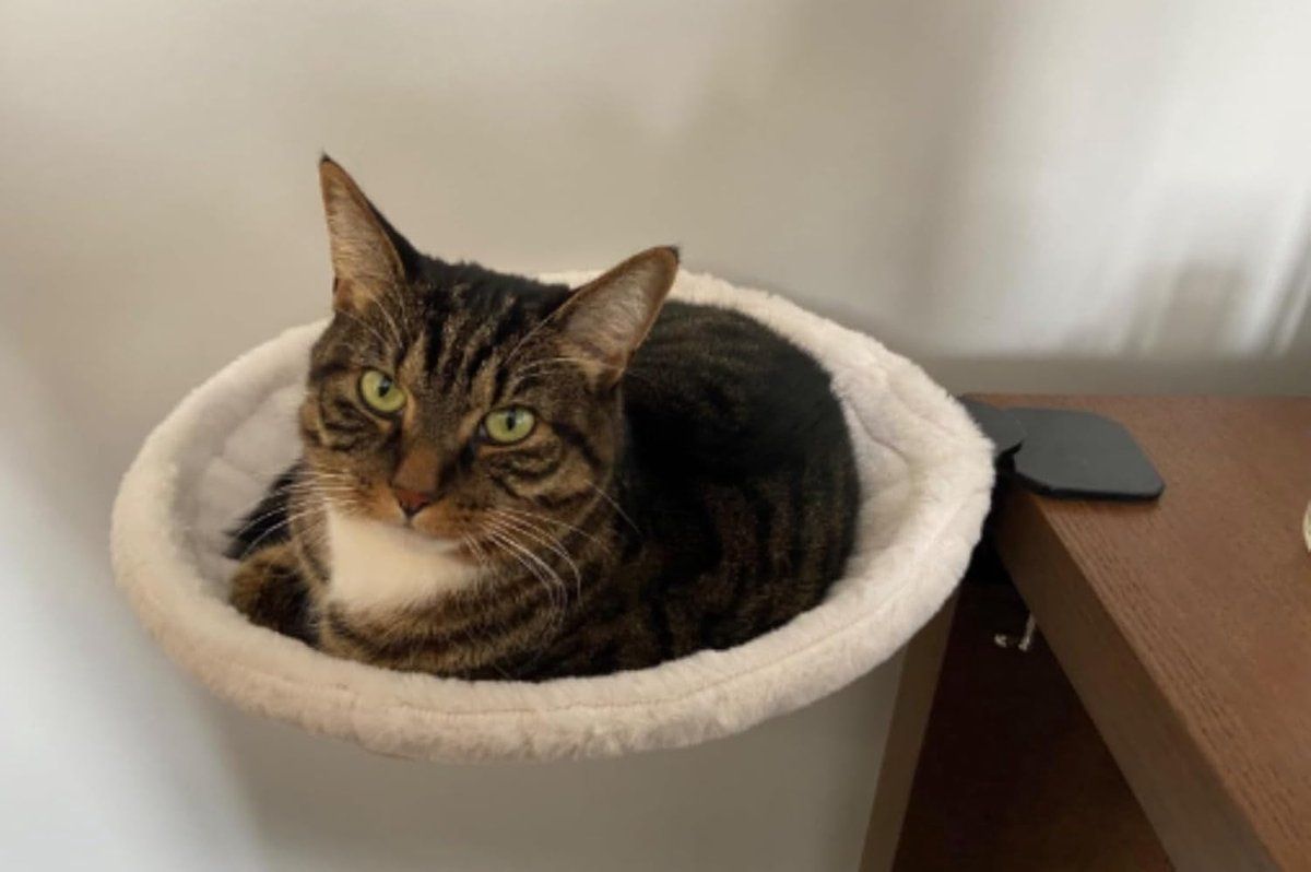 Cat Desk Bed, Ergonomic Cat Hammock for Office Desk, Sturdy Clamp-on Pet Bed for Remote Workers and Gamers, 50 Lbs Capacity, 40CM