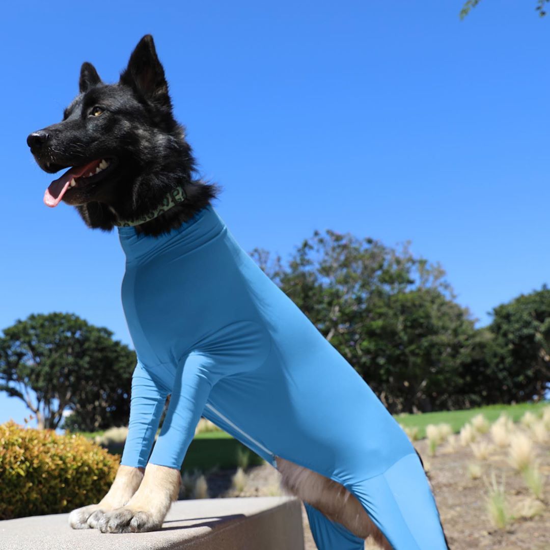 Shine Dog Cat Four Leg Clothes Polyester Four-leg stretch sexy clothes rose red M (chest circumference 56 back length 60cm)