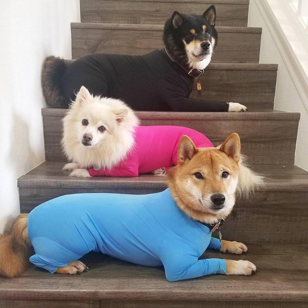 Shine Dog Cat Four Leg Clothes Polyester Four-leg stretch sexy clothes rose red L (chest circumference 61 back length 63cm)