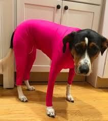 Shine Dog Cat Four Leg Clothes Polyester Four-leg stretch sexy clothes rose red XL (chest circumference 71 back length 66cm)