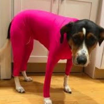 Shine Dog Cat Four Leg Clothes Polyester Four-leg stretch sexy clothes rose red XL (chest circumference 71 back length 66cm)