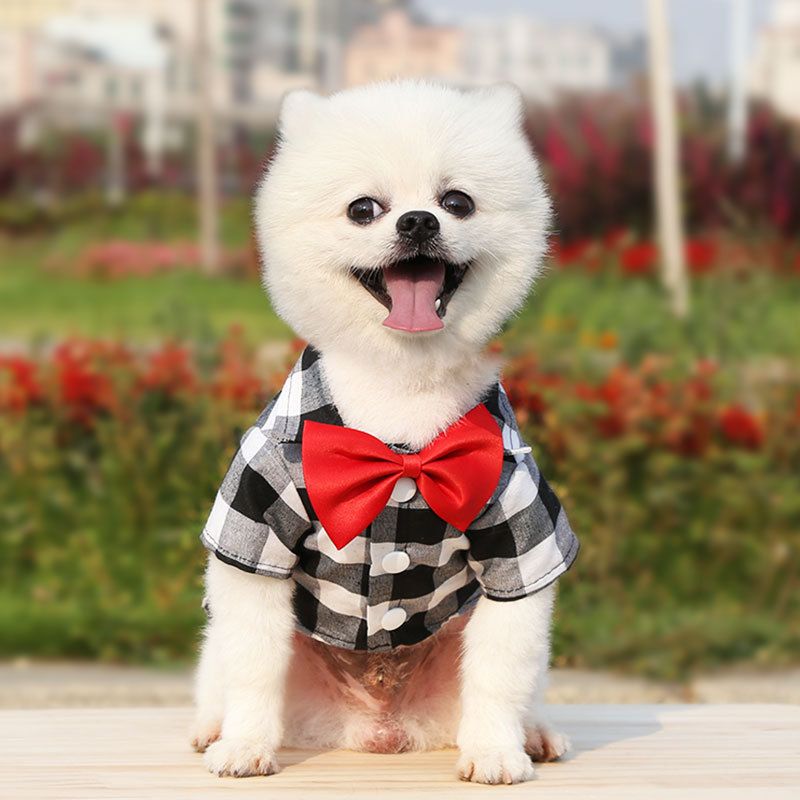 Shine Dog Plaid Shirt Suit Wedding Teddy Red and Black Plaid Tie Shirt 3XL bust 68 back length 42cm