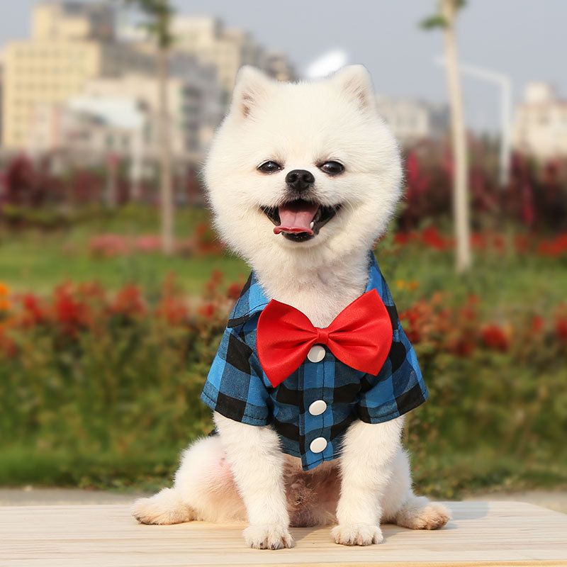 Shine Dog Plaid Shirt Suit Wedding Teddy Red and Black Plaid Tie Shirt 3XL bust 68 back length 42cm