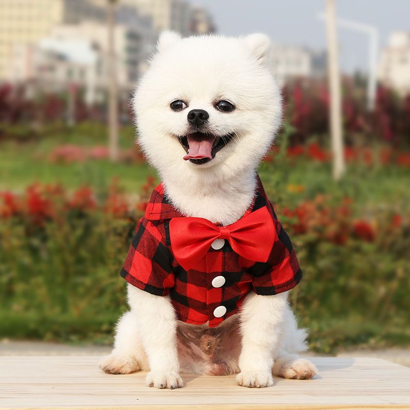 Shine Dog Plaid Shirt Suit Wedding Teddy Blue and Black Plaid Bow-tie Shirt M chest circumference 40 back length 30cm