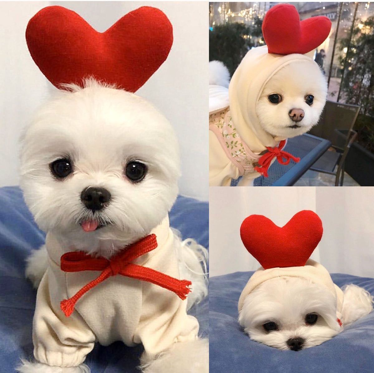 Shine Pet Hoodie Dog Cat Fruit Design Hooded two-legged sweater with white background and red Love M (bust 44CM about 3.00 kg-4.50 kg pets)