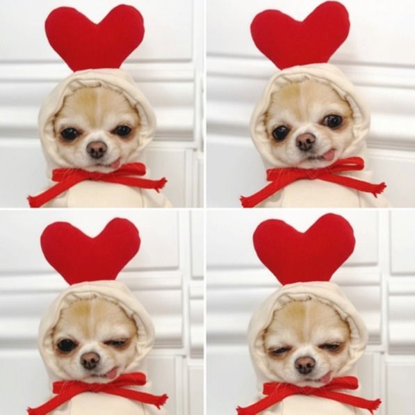 Shine Pet Hoodie Dog Cat Fruit Design Hooded two-legged sweater with white background and red Love M (bust 44CM about 3.00 kg-4.50 kg pets)