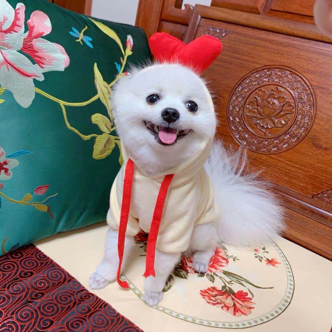 Shine Pet Dog Sweatshirt Heart Design Cloth Drawstring Carrot Sweat M (bust 44CM about 3.00 kg-4.50 kg pets)