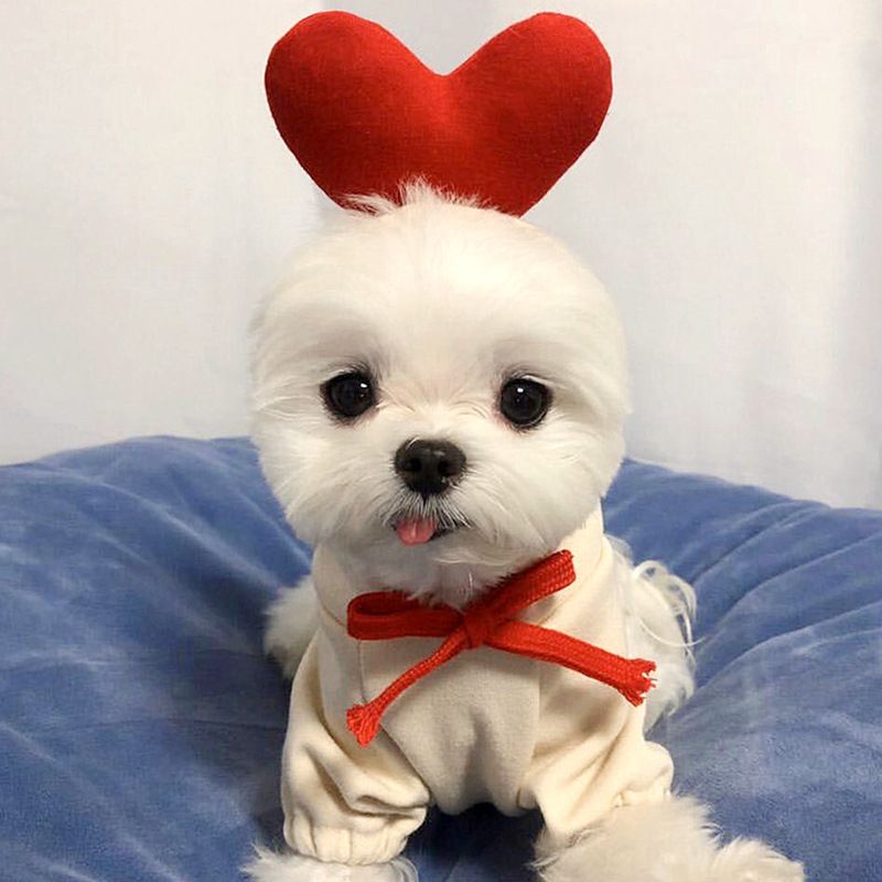 Shine Pet Dog Sweatshirt Heart Design Cloth Drawstring Carrot Sweat M (bust 44CM about 3.00 kg-4.50 kg pets)