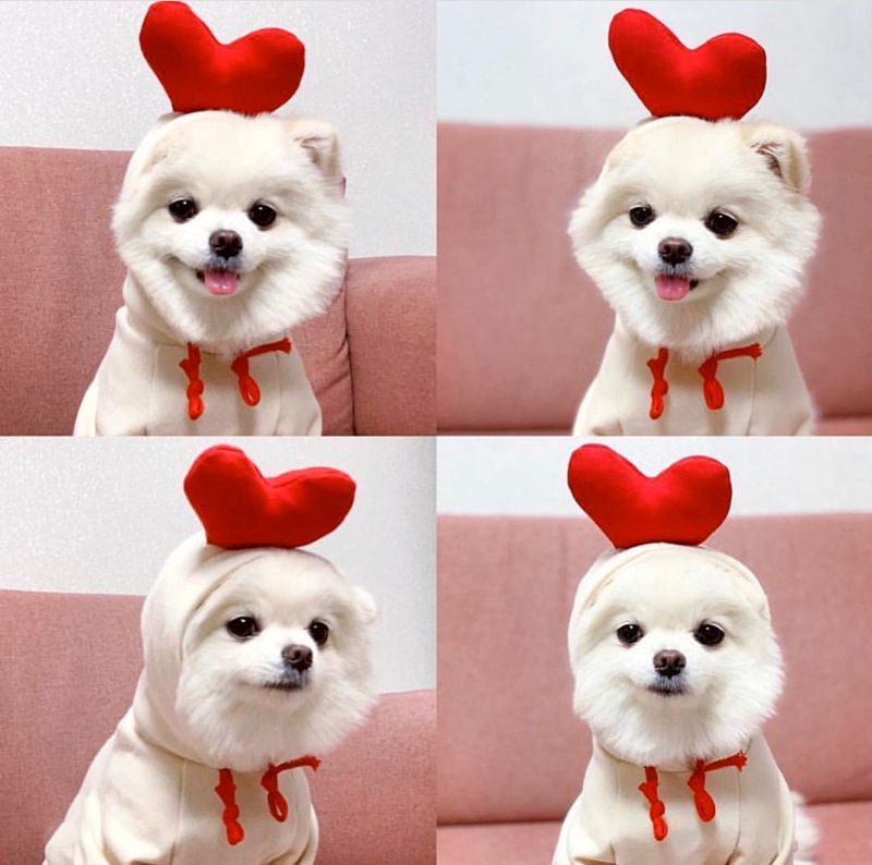 Shine Pet Dog Sweatshirt Heart Design Cloth Drawstring Carrot Sweat M (bust 44CM about 3.00 kg-4.50 kg pets)