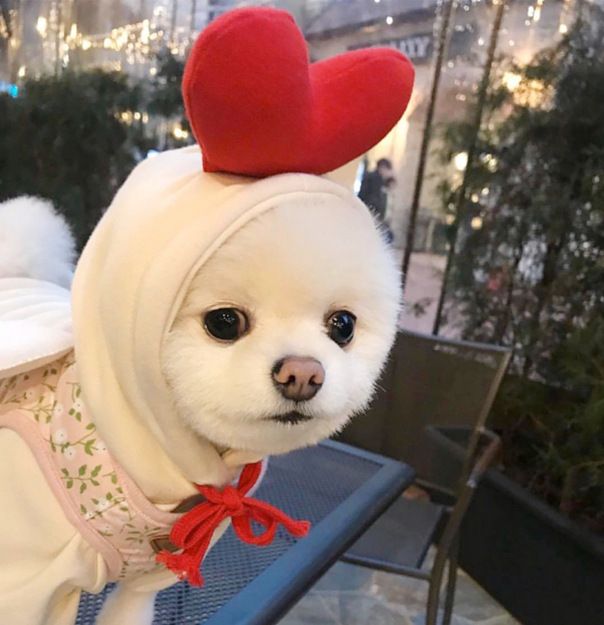 Shine Pet Dog Sweatshirt Heart Design Cloth Drawstring Carrot Sweat M (bust 44CM about 3.00 kg-4.50 kg pets)