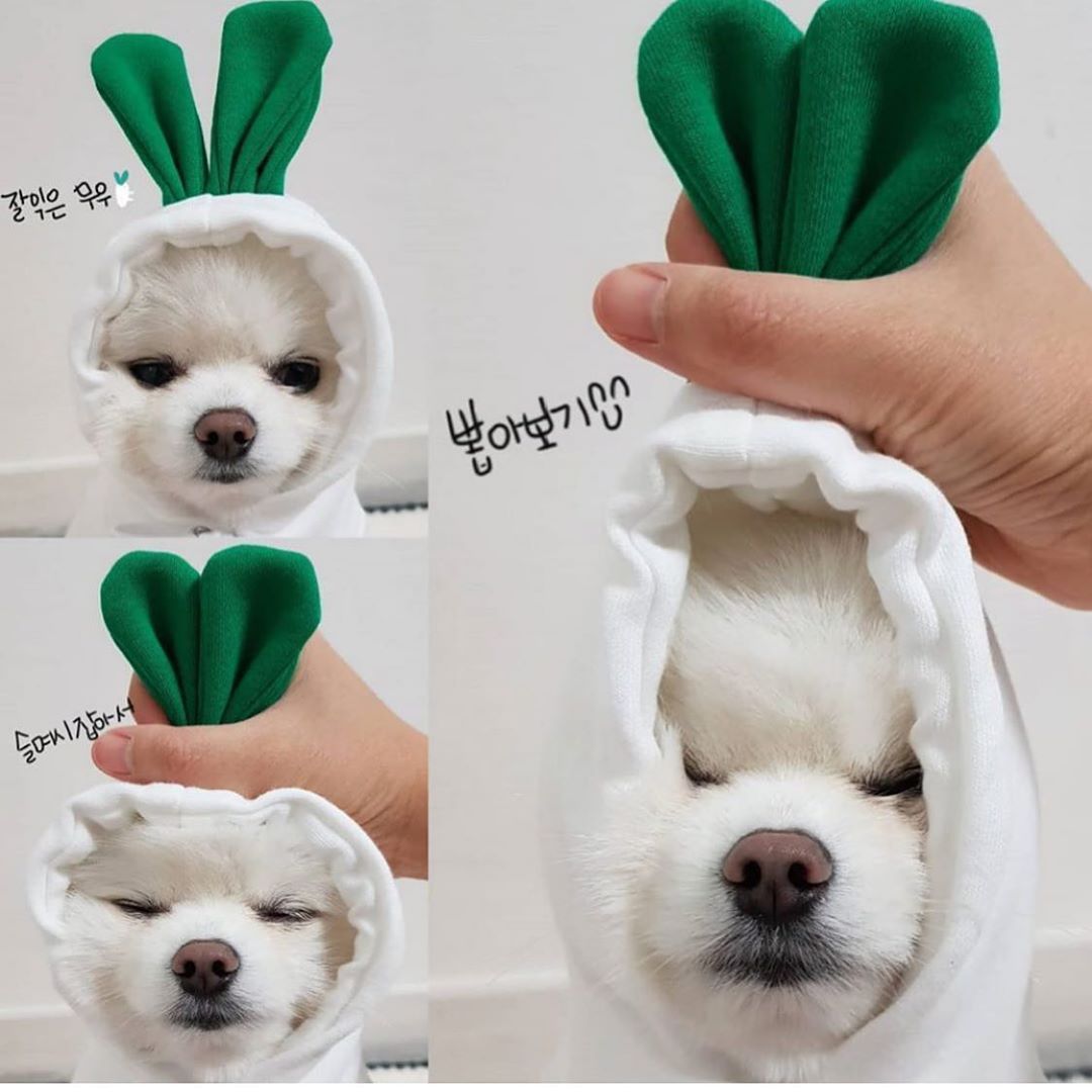 Shine Pet Dog Sweatshirt Heart Design Cloth Drawstring white radish M (bust 44CM about 3.00 kg-4.50 kg pets)