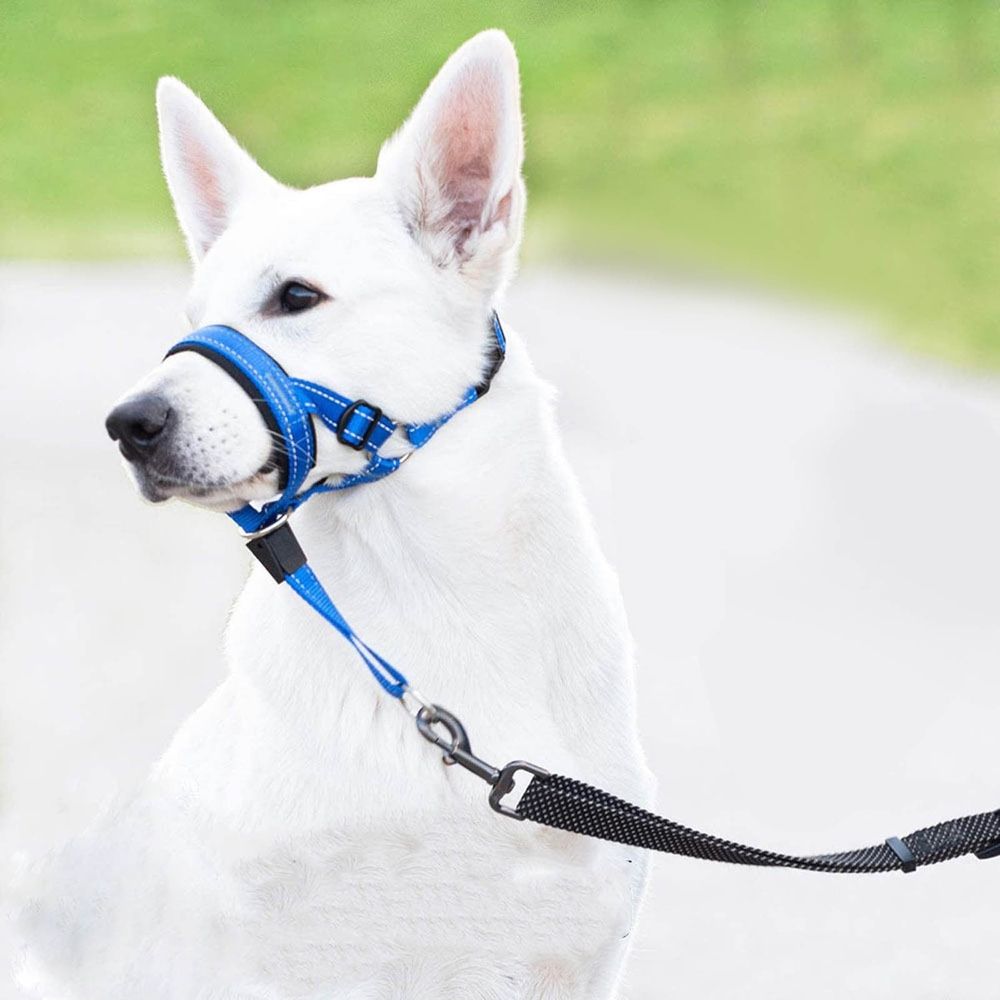 Adjustable Padded Dog Head Halter with Safety Link shown in the product image