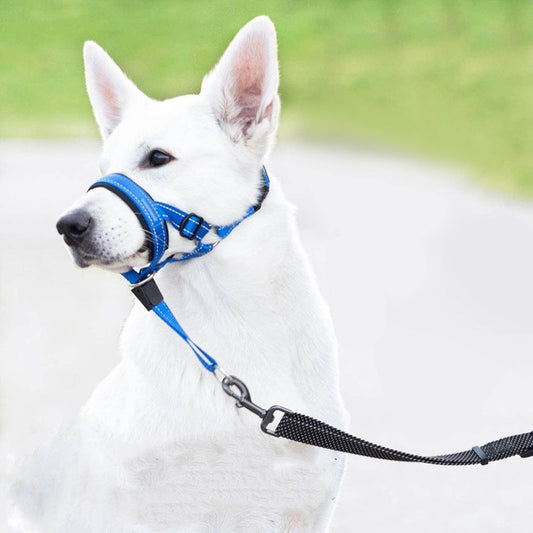 Adjustable Padded Dog Head Halter with Safety Link shown in the product image