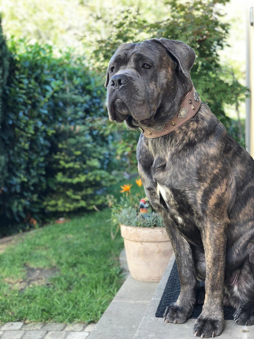 "Aztec" grey dog collar-1