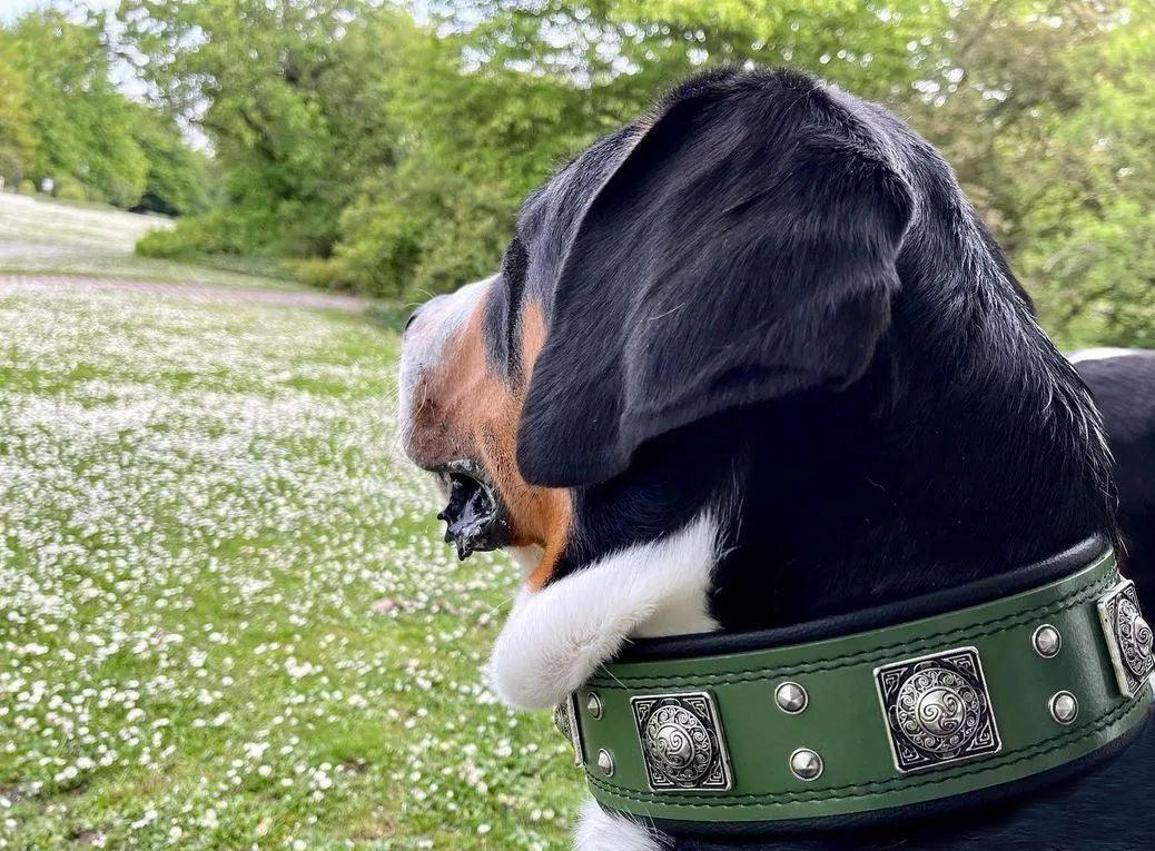 The "Eros" collar 2.5 inch wide Green-3