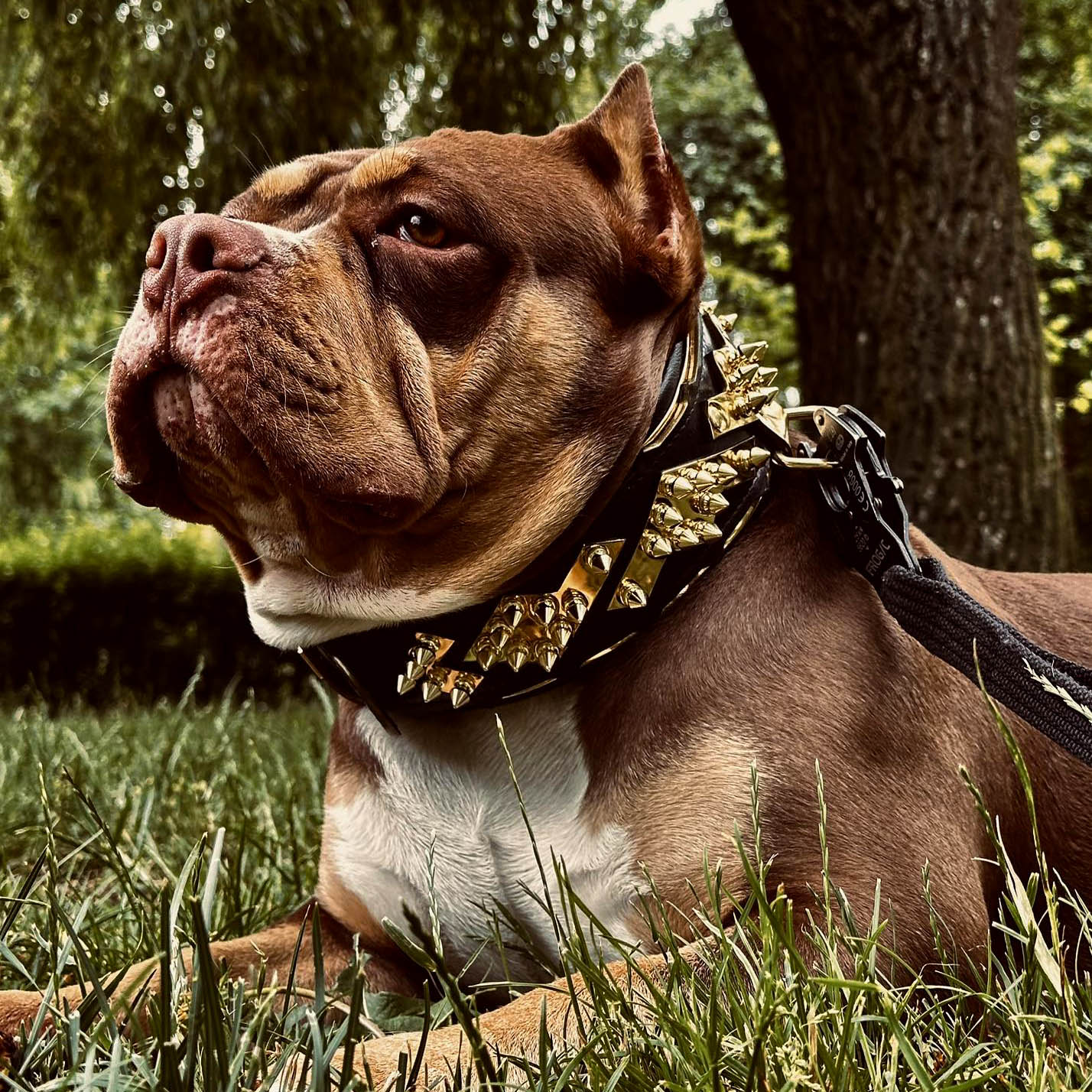 The ''Midas'' Collar Gold-2