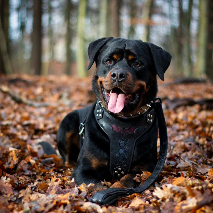 ''BATDOG'' HARNESS-1